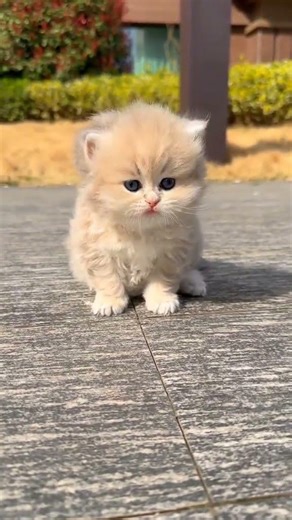 How I Taught My Tiny Cat To Speak Using Simple Tricks