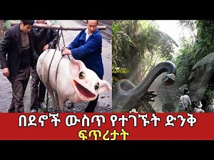 አስገራሚ የተባሉት የማይታወቁ እንስሳቶች ||amazing animals#ethiopia #አስገራሚ