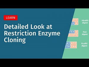 Restriction Enzyme Cloning in Depth: Type IIP Enzymes and Directional Cloning