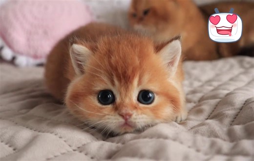 这可能是我见过最可爱的猫，简直太萌了，网友：这谁也受不了