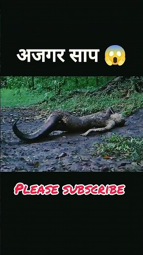 python snake😱 #facts #movie #dogs #dogvideo #cartoon #saveanimals #emotional #movieexplainedinhind