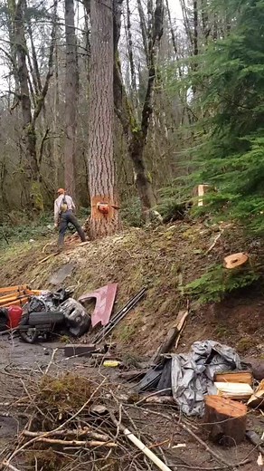 Pissed_Off_Timber_Faller on TikTok