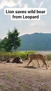 261K views · 358 reactions | Lion saves wild boar from Leopard (Lion vs Leopard). #reels #wildlife #animals #realmadrid #atalanta | Ramayana Khan | Facebook