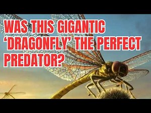 Was the giant 'dragonfly' Meganeuropsis the perfect predator? And why did it go extinct?