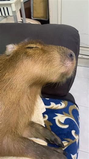 Frankie & Furby🥥🦫🦦🐿️ on Instagram: "🫠🫠🫠🫠🫠 #capybara_camera #capybara #funny #funnyanimals #cuteanimals #rodent#capibara#roedores #capybara#rodentsofinstagram #rodents #capybarasofinstagram#carpinchos #capys#capivaras#capybarawatch #capybaraart#capybarawalks #capybaralife#chiguiro#capybaras_for_life#capybaraonsen#rodentlovers#capybaragames#kapybara#capybaraofinstagram#hydrochoerushydrochaeris#capybarasrule #คาปิบาร่า #สัตว์โลกน่ารัก"