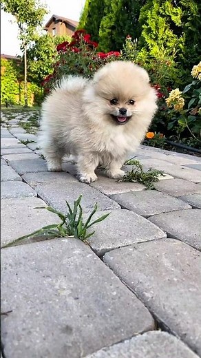 Cutest Puppy Playtime Ever! 🐶✨ You Won’t Stop Smiling!