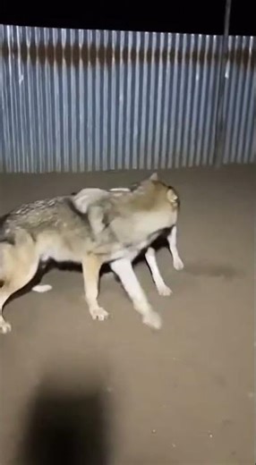 Unbelievable! Dog Protects Puppy from Wild Wolf Attack #Shorts