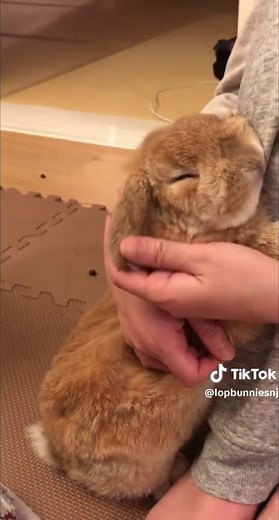 Bunny Cuddles: The Ultimate Form of Affection
