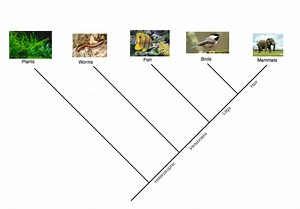 Evolution Page