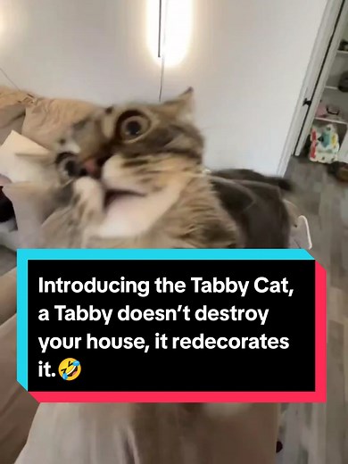 Understanding the Playful Nature of Tabby Cats