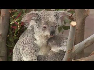 Koala Baby and Mom