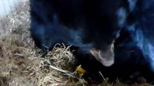 Mother Bear Snuggles With her Newborn Cubs