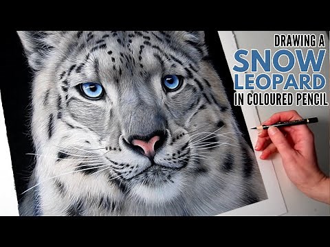 Drawing a Snow Leopard in Colored Pencil | Realistic Bird Drawing | Wildlife Artist