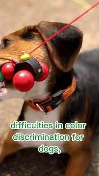 Color Perception in Dogs 🌈 | What COLOR Can Dogs See? #shorts