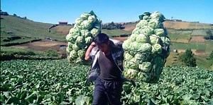 Move over, #CarrotMan, Cabbage Man is here with a bigger vegetable | Coconuts