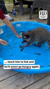 Raccoon Confusedly Grasps at Little Fish In Mini Pool #racoon #fisher #animalsofinstagram | Reader's Digest