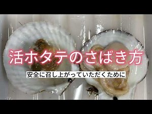 【あおもりホタテどっとこむ】ホタテの黒い部分は食べちゃだめ！黒い部分（ウロ）の処理方法