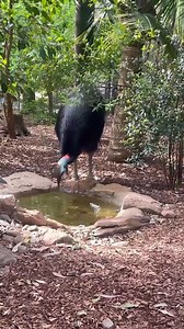 5.9K views · 276 reactions | It’s World Cassowary Day   The...