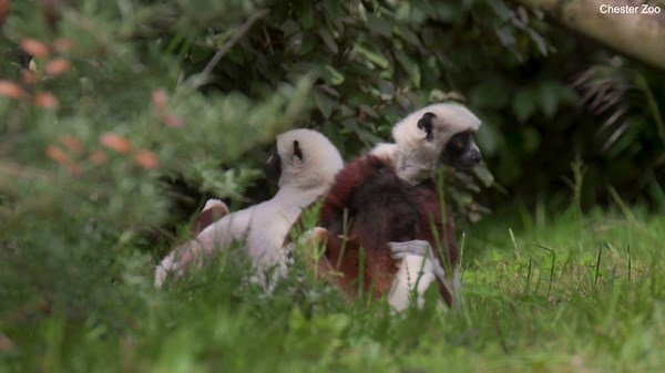 Conservationists celebrate bright-eyed baby 'dancing lemur' born at Chester Zoo