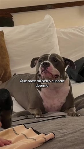 Mi perro a las 3AM: Review de videos favoritos
