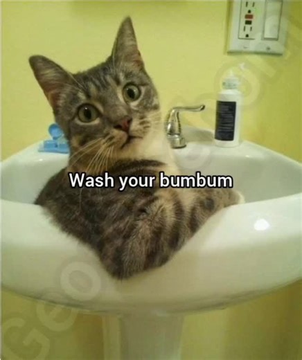 Wash em #memes #funny #fyp #georgieebom #cat | Divine George