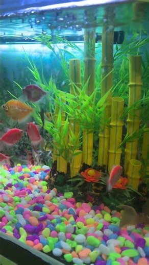 Peaceful Aquarium Vibes 🌊 | Relaxing Fish Video for Stress Relief