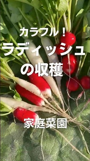 【家庭菜園】二十日大根の収穫_秋栽培
