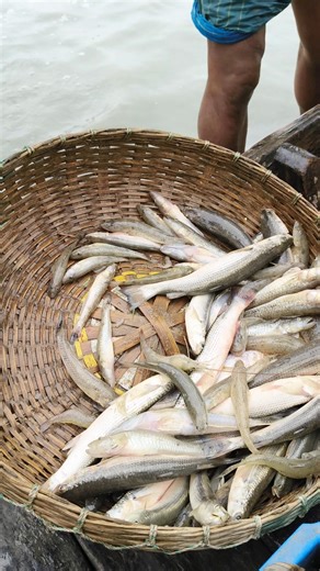 Mixed fish was caught in the river #shorts #fishing #viral #trending