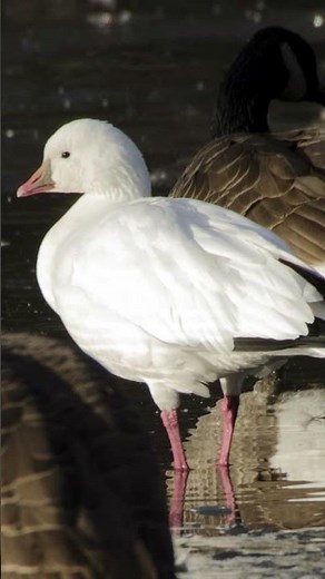 Ross's Goose Honking Video: Nature Sounds for Peace
