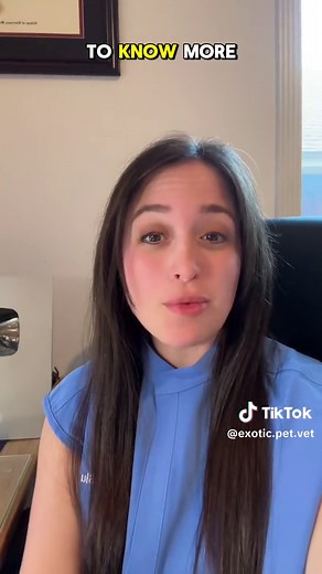 Feline Asthma: What does an asthma attack look like in a cat, and how do vets diagnose and treat it? 🙀💨 Many owners think their cats are “coughing up a hairball,” when in reality it’s something much worse- feline asthma. In this video you can find example of what asthma attacks can look like. Vets will often take x-rays to detect asthma, in addition to other tests to rule out other causes of coughing such as heartworm disease. Inhaled steroids are the best for treating feline asthma. Although