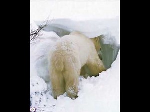 Animals Building Homes Whose Home is this? Unit 2 Lesson 6 Journeys 2nd grade