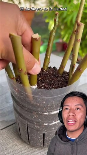 How to root peach cuttings #plants #flowers