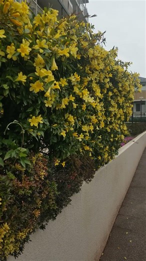 黄色いカロライナジャスミンの花が咲いていた 2026年4月9日