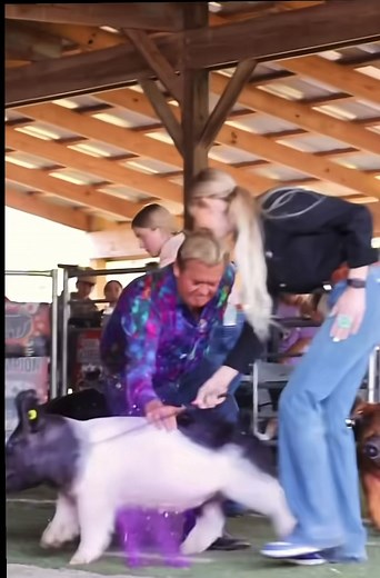 Ryan Rash's Glitter Slap ✨💜 | Viral Show Cattle Clip