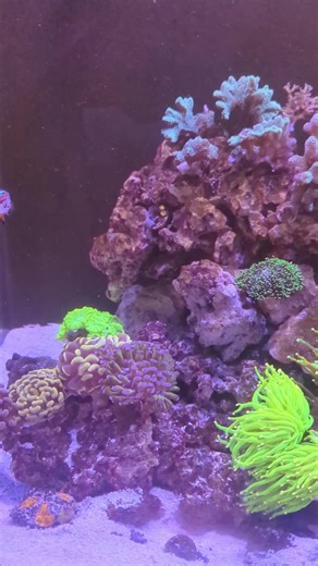 tanks finally coming together! #saltwateraquarium #fishkeeping #coralreef #reeftank #reefkeeping #corals #fyp #torchgarden #torchcoral #tangs #chromis #clownfish #lobophyllia #leptastrea #seratopora #sps #lps