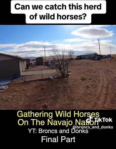 Catching feral horses final part. #horses #cowboy #western #fyp #foryou #chase #animals