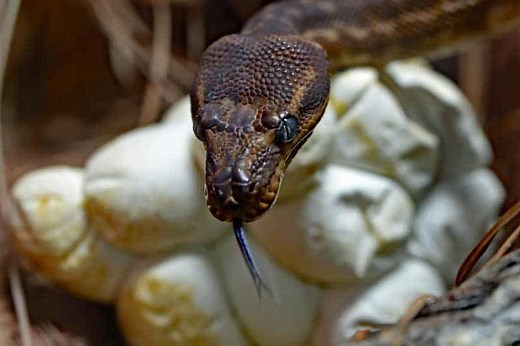 Can You Eat Snake Eggs? - Wildlife Informer