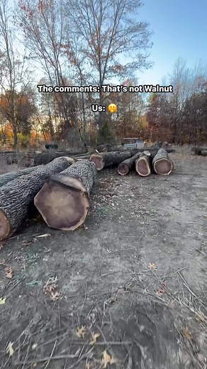 30K views · 326 reactions | Good looking load of Walnut trees #walnuttrees #logginglife #bluecollarboys | Elkins Hardwoods | Facebook