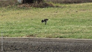 Masked Lapwing Plover Baby Chick Bird Pecking At Grass. Maffra, Gippsland, Victoria, Australia. Daytime