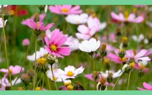 绘画教程｜画画春天的风景