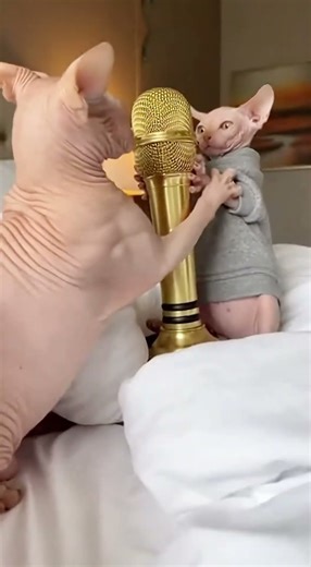 This AI Cat Video is Instant Karma 😂🎤 (Waking the Beast) #Shorts