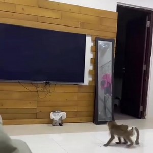 Clown Memes on Reels