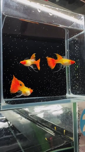 Guppy fish evolution is a well-studied example of how natural selection and adaptation can drive rapid evolutionary changes. Guppies, native to South America, have been introduced to diverse environments around the world, leading to observable differences in their traits across populations. Factors like predation pressure and resource availability influence guppy evolution, causing them to evolve different sizes, colors, and reproductive strategies depending on their environment. #aquarium #aqua