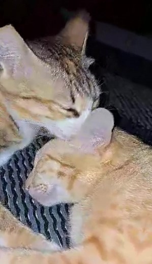 Preening, or how cats clean themselves, is one way they show their affection for each other! #cat #catlover #catlovers #catlife #catoftheday #cats_of_instagram #instacat #catsagram #cats #catsofinstagram #catstagram #catsofig #cats_of_world #lovecats | The CAT Diaries