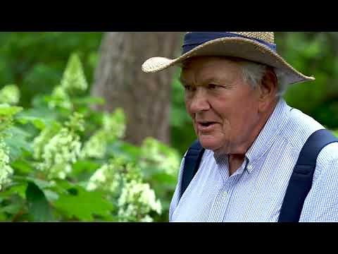 Mal’s Favorites: Snowflake – hydrangea quercifolia”