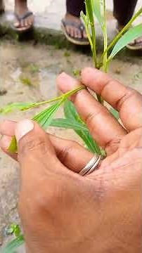 petiole modification#phyllode#leaf#school#australian Acacia tree अजब पेड़ की गजब कहानी