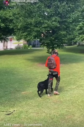 obedience too now￼!!! 🐕(Ghost) #dip #dogsoftiktok #dogsvideo #k9 #dutchshepherd #dogobedience #dogtraining #bags4baddies #dogtalk #dogtrainer #coach