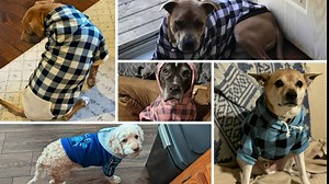 KOOLTAIL Plaid Dog Hoodie Pet Clothes Sweater with Hat and Pocket for Small Medium Large Size Dogs, Soft Winter Warm Dog Cold Weather Coat, Fleece Fall Dog Hooded Sweatshirt for Puppy Cats, Red XXL