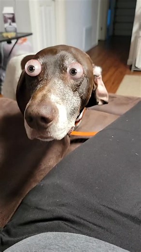 Heidi Gardner (@heidigardner11)’s videos with