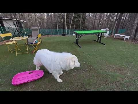 【ルンルンの裏庭】リリーにピンクのソリを譲るベル